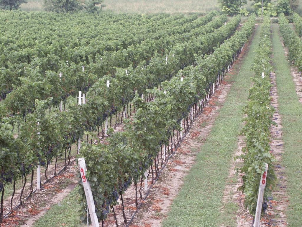 سونا Agriturismo Colombarola المظهر الخارجي الصورة